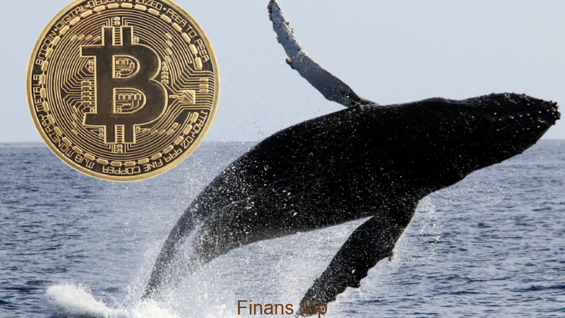 Bitcoin’de Dev Balinaların Görevi Nedir?