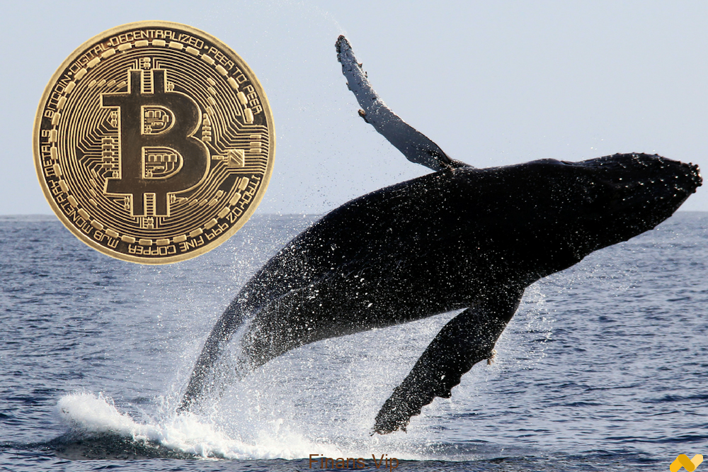 Bitcoin’de Dev Balinaların Görevi Nedir?